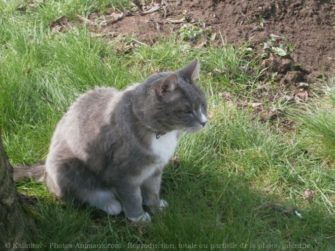 Photo de Chat domestique