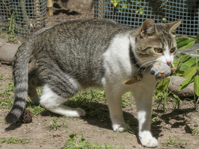 Photo de Chat domestique