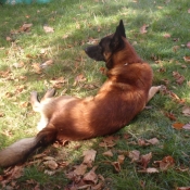 Photo de Berger belge malinois