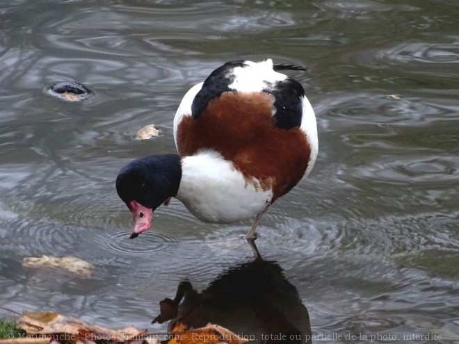 Photo de Canard tadorne de belon