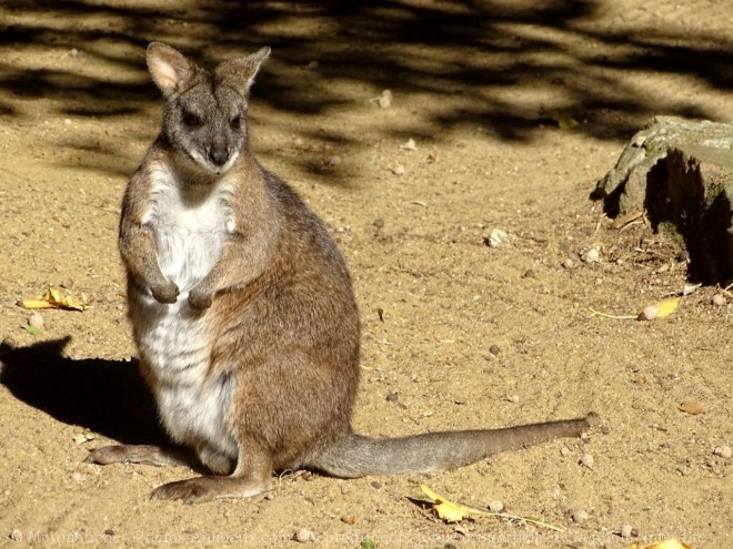 Photo de Wallaby