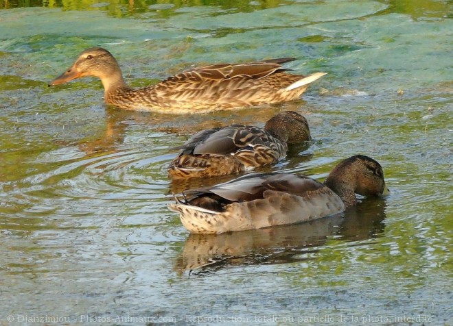 Photo de Canard colvert