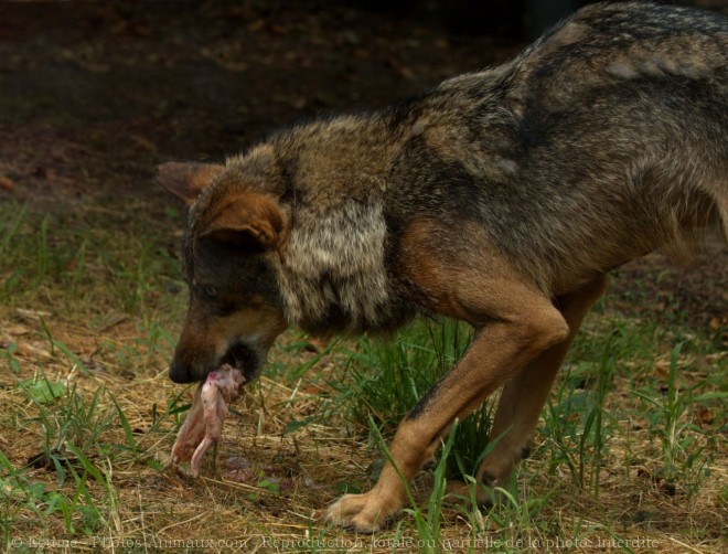 Photo de Loup