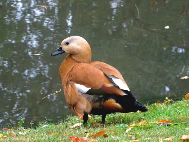 Photo de Canard tadorne casarca