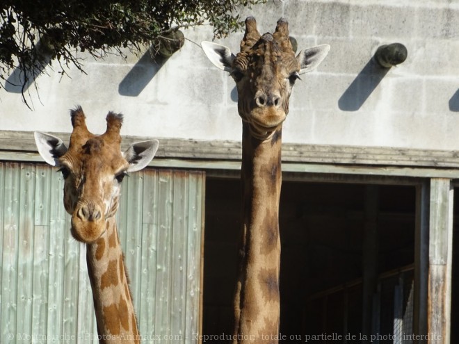 Photo de Girafe