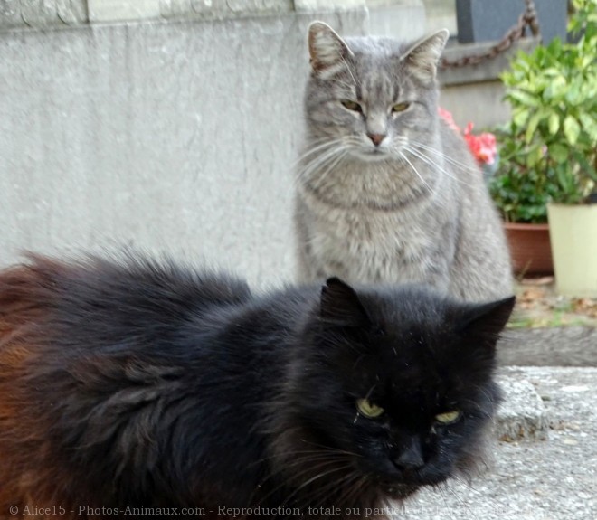 Photo de Chat domestique