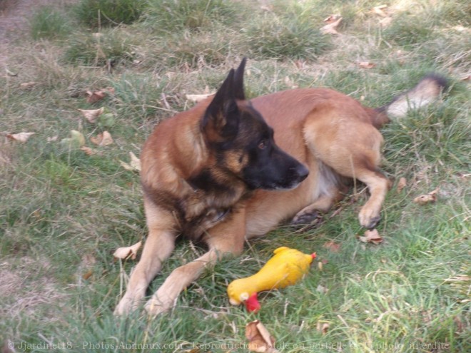 Photo de Berger belge malinois