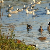 Photo de Mouette