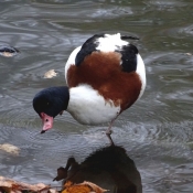 Photo de Canard tadorne de belon