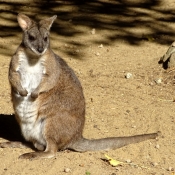 Photo de Wallaby