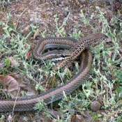 Photo de Serpent