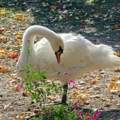 Photo de Cygne