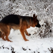 Photo de Berger allemand  poil court