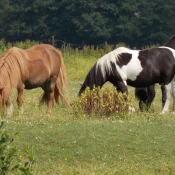 Photo de Races diffrentes