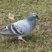 Photo de Pigeon