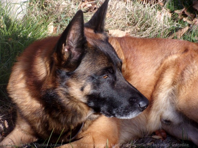 Photo de Berger belge malinois