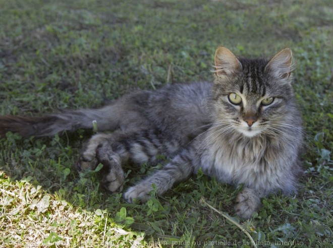 Photo de Chat domestique