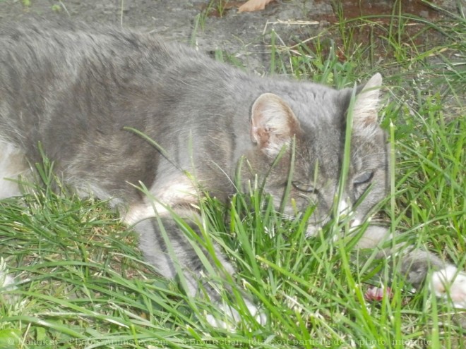 Photo de Chat domestique