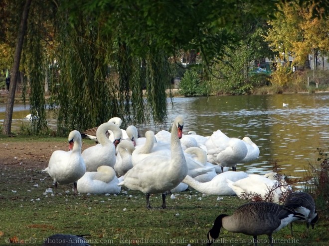 Photo de Cygne