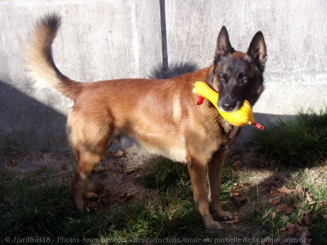 Photo de Berger belge malinois