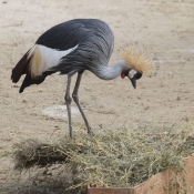 Photo de Grue couronne