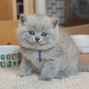 Photo de British shorthair