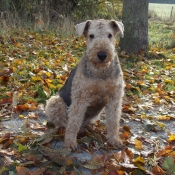 Photo d'Airedale terrier