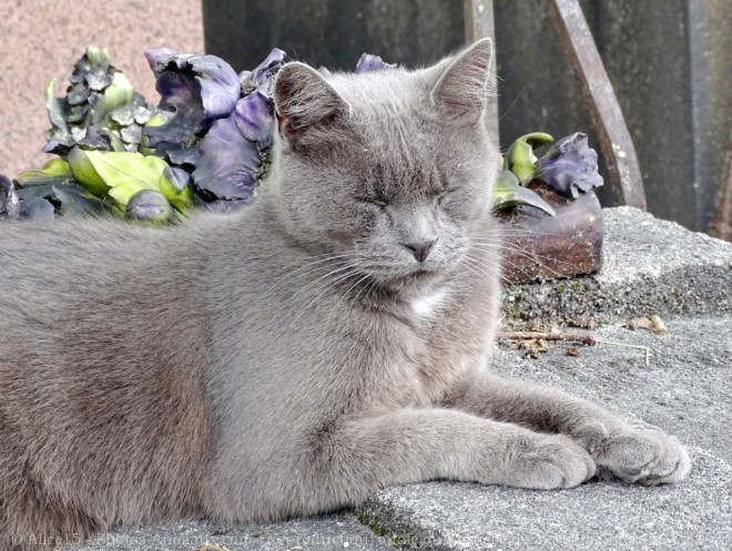 Photo de Chat domestique