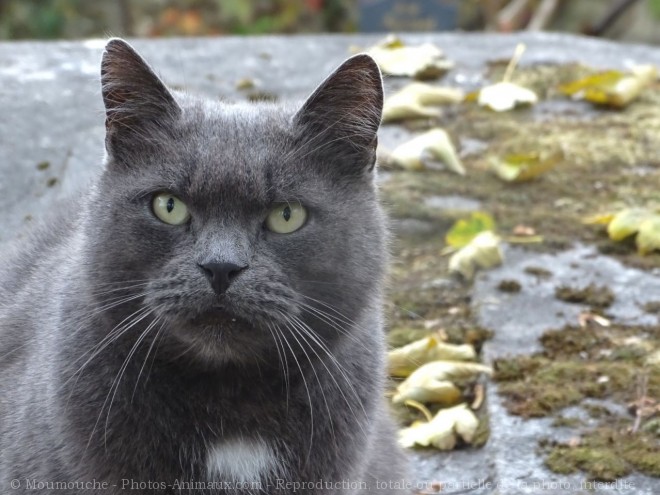 Photo de Chat domestique