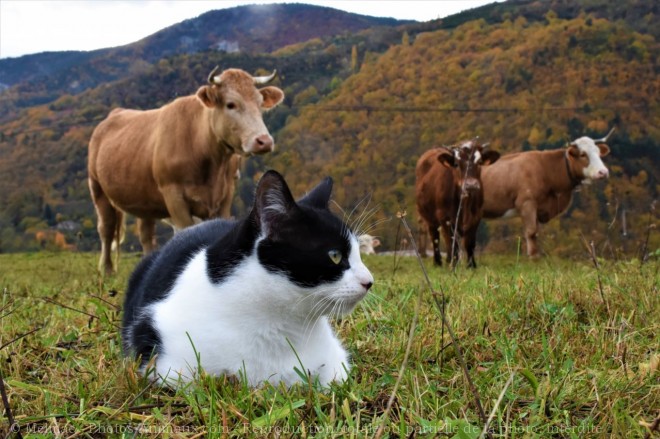 Photo de Races diffrentes