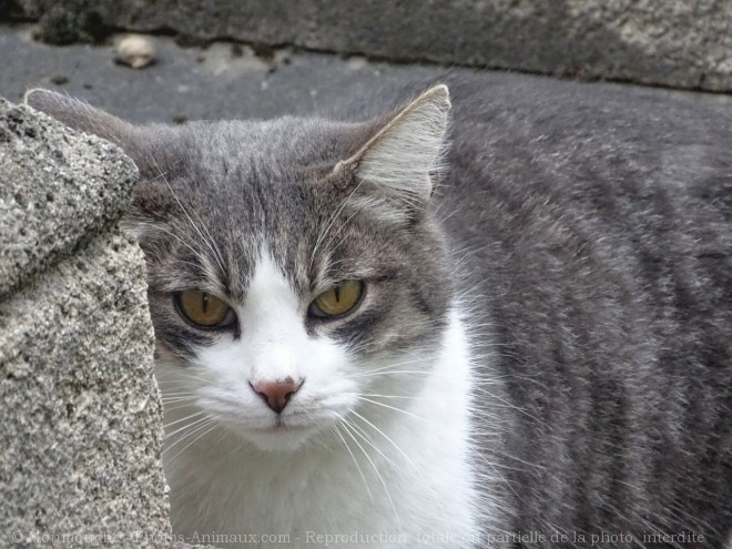 Photo de Chat domestique