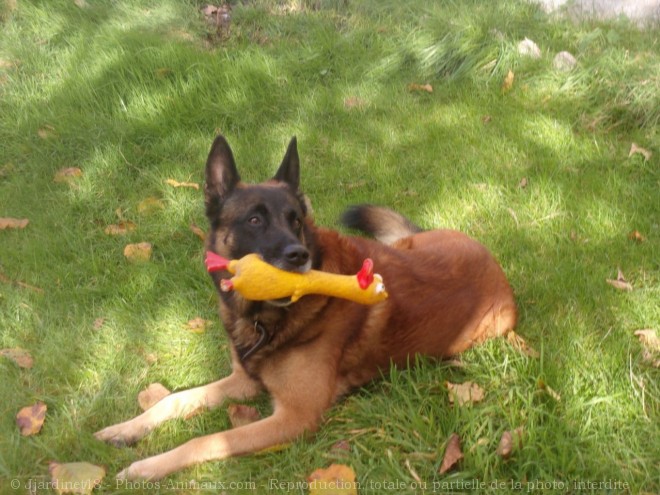 Photo de Berger belge malinois