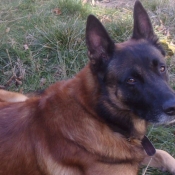 Photo de Berger belge malinois