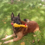 Photo de Berger belge malinois