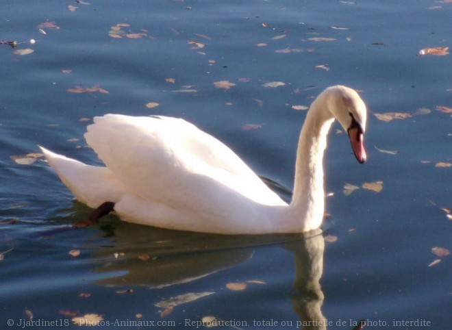 Photo de Cygne