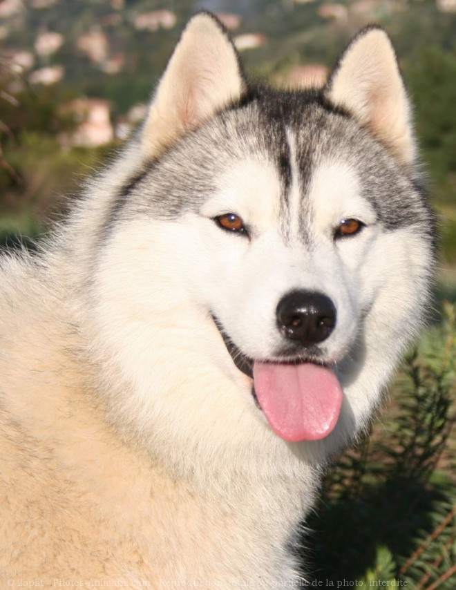 Photo de Husky siberien