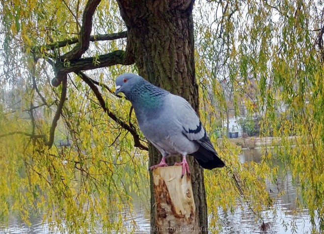 Photo de Pigeon