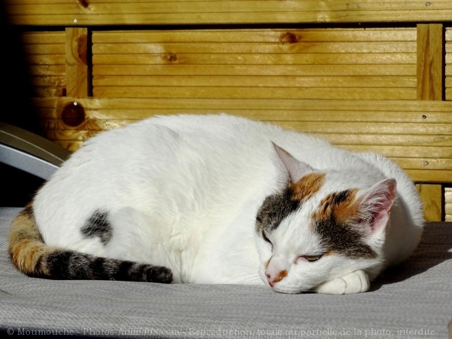 Photo de Chat domestique