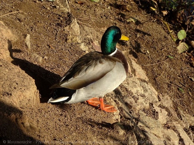 Photo de Canard colvert