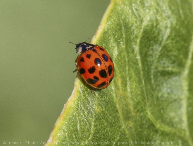 Photo de Coccinelle