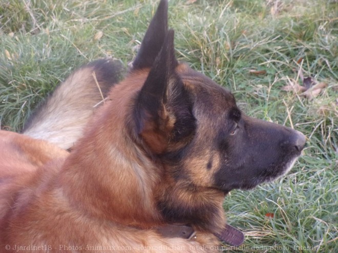 Photo de Berger belge malinois