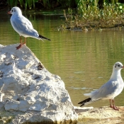 Photo de Mouette