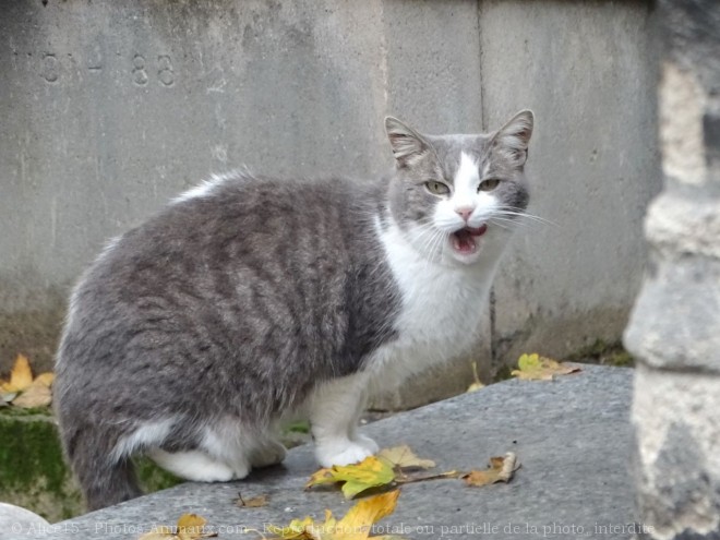 Photo de Chat domestique