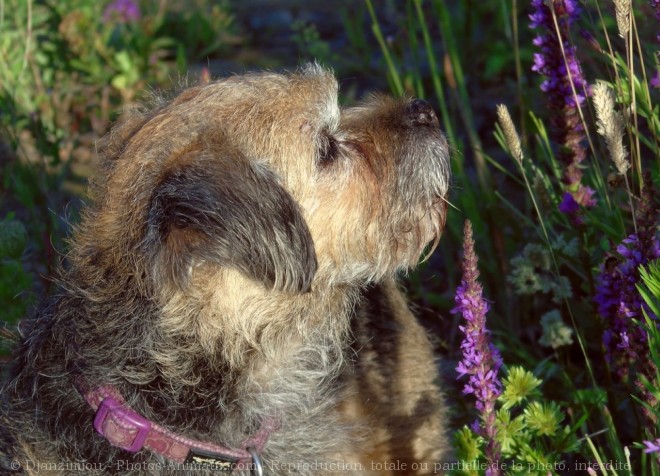 Photo de Border terrier