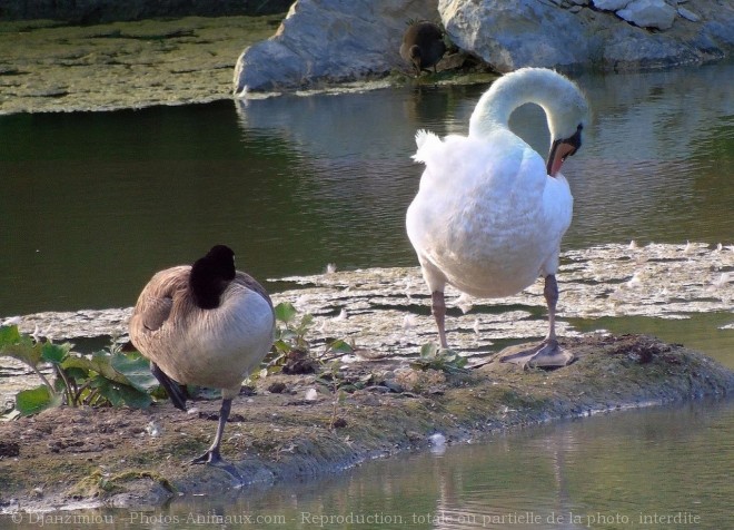 Photo de Cygne