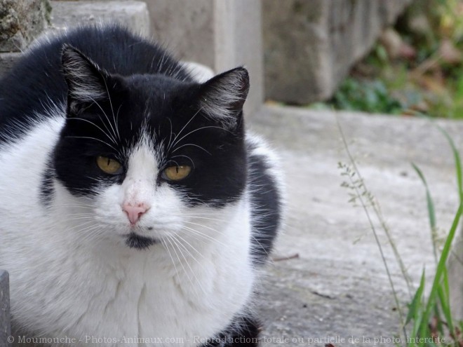 Photo de Chat domestique