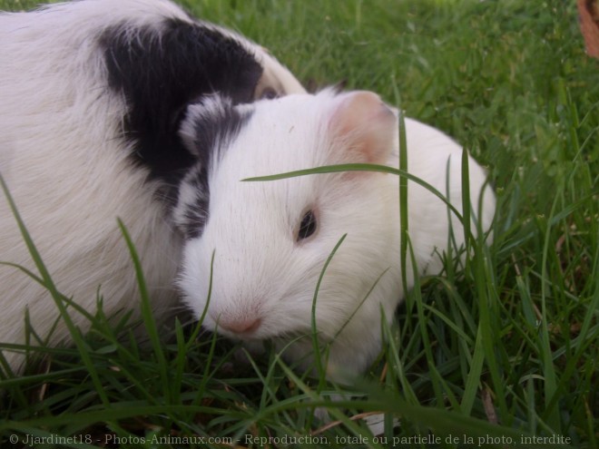 Photo de Cochon d'inde