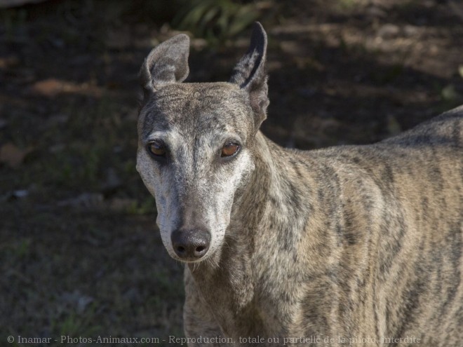 Photo de Galgo espagnol