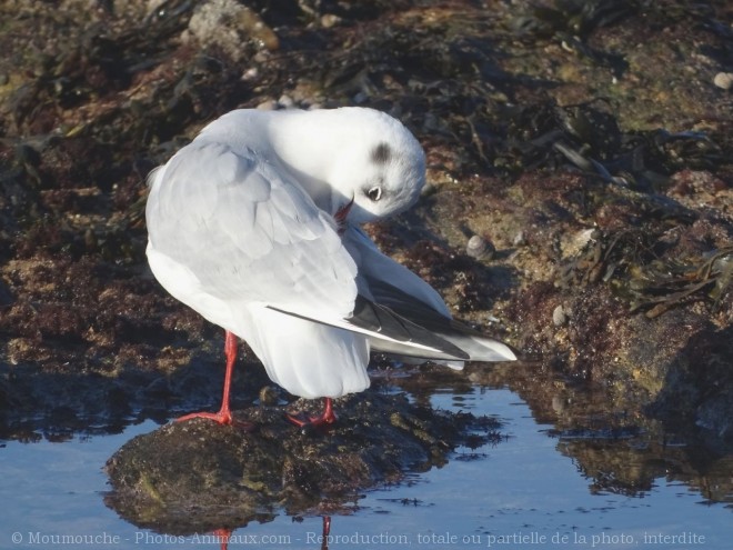 Photo de Mouette