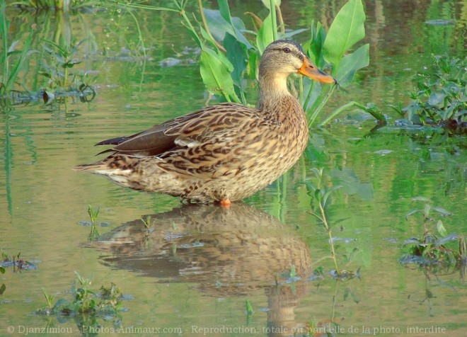 Photo de Canard colvert